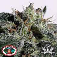 Big Buddha Seeds Buddha Kush OG